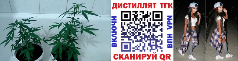 маркетплейс состав  Фролово  Дистиллят ТГК гашишное масло 